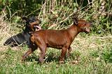 PINSCHER NAIN 096